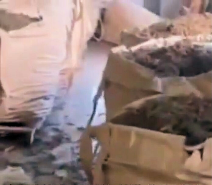 Bags of marijuana or hemp filmed in Lilavois factory 2
