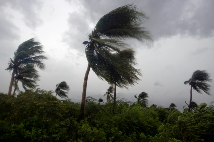 Palm trees blowing in Hurricane Matthew winds in 2016 Photo Dieu Nalio Chery Associated Press
